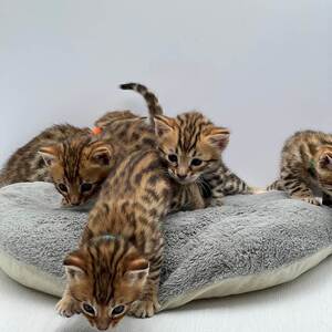 纯种孟加拉豹猫幼猫雪豹幼崽银豹宠物猫玩具虎猫活体亚洲豹纹猫