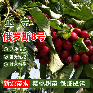 俄罗斯8号樱桃苗盆栽车厘子俄八大樱桃树苗地栽果树南方北方种植