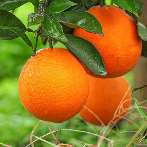 森步具青旗舰店广西富川脐橙整箱10斤装橙子新鲜水果当季现摘包邮