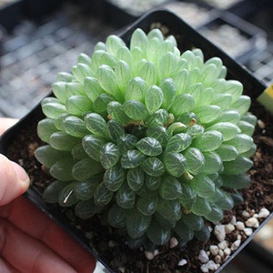 多头蝉翼玉露多肉植物罕见十二卷含盆发货叶子像蝉的翅膀玉露