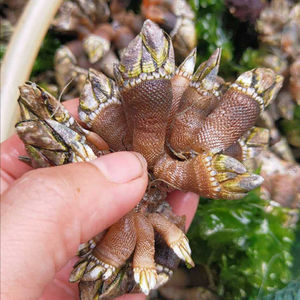 新鲜野生大佛手螺贝鲜活鹅颈藤壶笔架狗爪海螺海鲜2斤水产顺丰