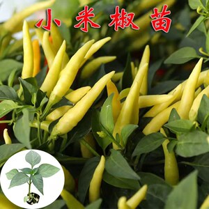 小米椒苗辣椒苗四季阳台种植苗大棚菜园蔬菜苗玉指小米辣椒苗特辣