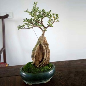 六月雪盆景附石抱石小盆栽提根造型植物微型金边六月雪悬崖常青