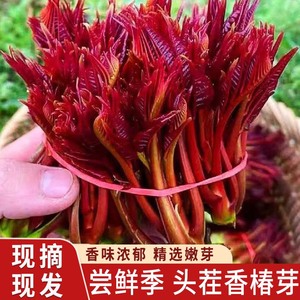 香椿芽新鲜采摘蔬菜头茬春天菜云南四季红油香椿芽嫩芽纯露天