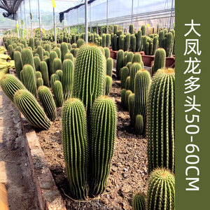 00粒子世家淘宝网红仙人掌仿真仙人柱绿植摆件大龙凤柱室内假植物