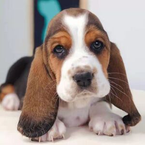 【巴吉度猎犬幼犬】巴吉度猎犬幼犬品牌,价格 - 阿里巴巴