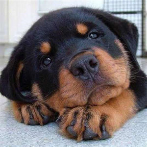 罗威纳幼犬混血虎头三个月高智商军犬警犬狼狗宠物小狗狗活物幼崽