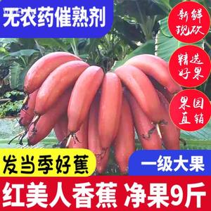 红美人香蕉广西10斤大香蕉新鲜水果海南咖啡蕉当季红皮自然熟香蕉