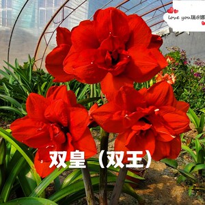 现货 荷兰进口朱顶红双皇(双王)重新花瓣中国红