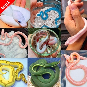 蛇宠物玉小米幼体 小青蛇小型无毒蛇异宠蛇真蛇活宠物爬宠饲养盒