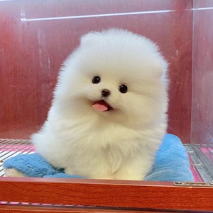 茶杯犬博美俊介犬纯种宠物活体狗小型犬白色网红狗幼犬真狗狗活物