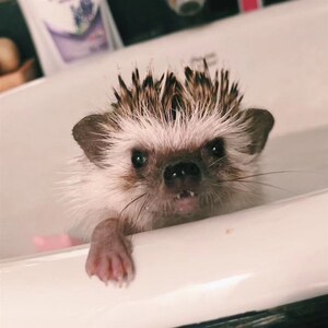 新款迷刺小你猬活物刺p崽非洲迷你幼猬小型刺猬宝宝家养宠物小刺