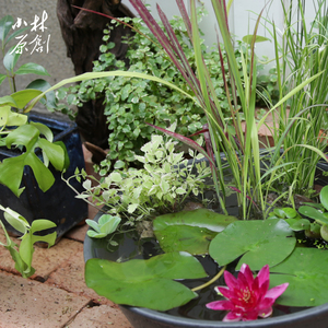 龟缸彩叶水芹耐热l耐寒水生沼泽过滤水池水陆造景阳台花园挺水植