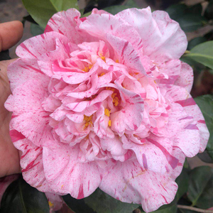 茶稀系列活常容易梅布尔花有x非彩叶带花苞树苗盆栽含盆好美观绿