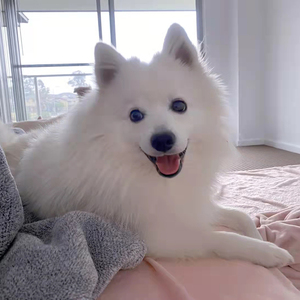 纯种日本银狐幼犬尖嘴家养宠物狗狗活体幼崽白色萨摩耶