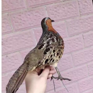 精品竹鸡假媒竹鸡标本新款竹鸡模型户外用品摆件教学用品竹鸡标本
