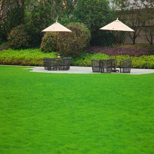 台湾2号矮生百慕大果岭草草籽地毯草种籽剪股颖别墅庭院草坪种子