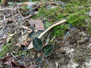 紫罗山石面莲石上藕 公石松 石蚕 真金草 血叶兰 250g/单线包邮