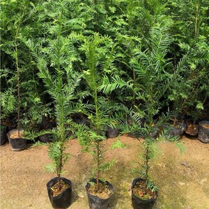 大树苗大型南方