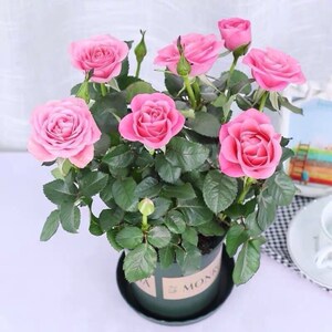 茶花盆栽蓝色妖姬