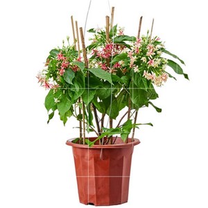 带香味的花卉盆栽室外