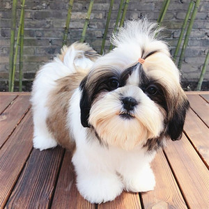 西施狗幼犬长毛