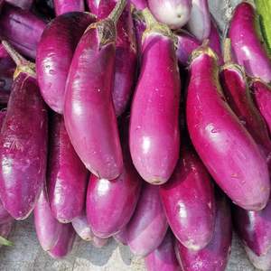 42同款货源驾欲绿植旗舰店天猫蔬菜种子 紫红长茄种子 田园阳台