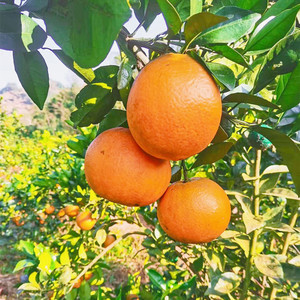 【重庆广柑】重庆广柑品牌,价格 - 阿里巴巴