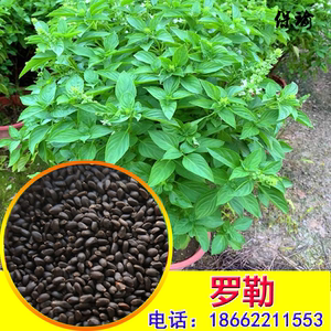 甜香罗勒种子九层塔香草柠檬薄荷大叶荆芥食用蔬菜籽金不换四季种