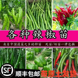 辣椒苗番茄苗蔬菜苗五彩椒苗大果辣椒秧苗高产阳台盆栽蔬菜苗子