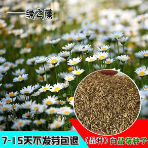 白晶菊种子四季种盆栽易种庭院盆栽二年生小雏菊种子小白菊花籽