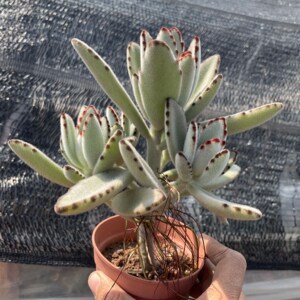 稀有品种怒涛狂澜怒涛多肉植物趣味丑萌盆栽小盆景