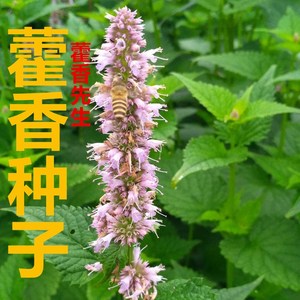 重庆大薄荷藿香苗可食用烧鱼炒田螺泡茶水菜园现挖盆栽易成活包邮