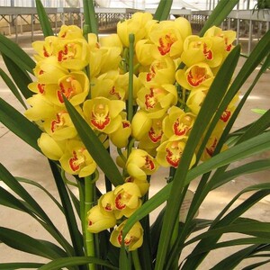 碟影大叶大花蕙兰苗标准型大花惠兰苗兰花苗带原盆黄色品种