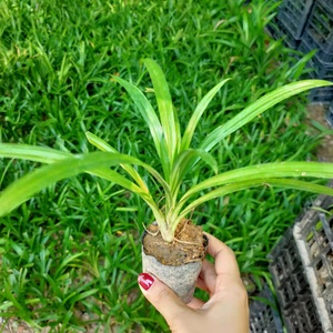 香兰叶袋装苗可食用香料植物糕点斑斓叶苗绿植室内净化量大优惠