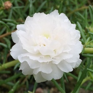 白色太阳花种子