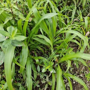 野生尿珠子种籽野薏米根尿猪根草珠子薏苡全草佛珠子草菩提六谷迷