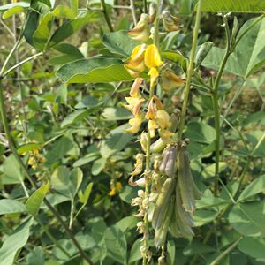 猪屎豆种子响铃草响铃豆白苦青野花生野苦豆猪屎青一年生草本植物