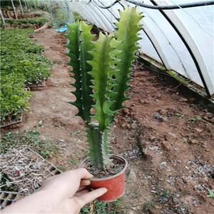 巴西龙骨 c三棱四棱龙骨盆栽  霸王鞭 仙人掌 量天尺 多肉植物盆