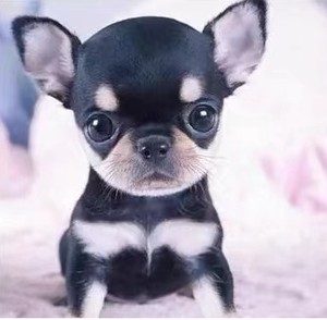 吉娃娃犬幼犬宠物活体狗狗小型迷你茶杯鉄包金苹果头大眼睛6人付款