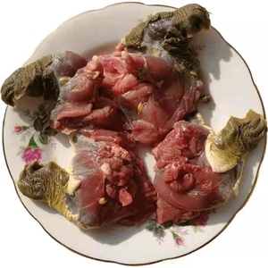 洪泽湖特产鲜活现杀无壳无底板酒店用生态甲鱼肉鳖肉团鱼肉(鲜货1
