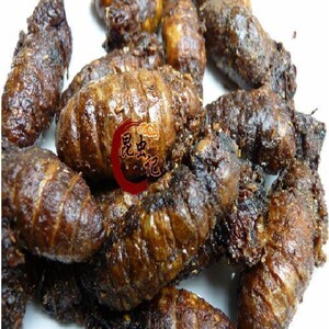 满籽母蚕蛾营养美味大蚕蛾柞蚕炸蚕蛾嫩蛾15只昆虫记