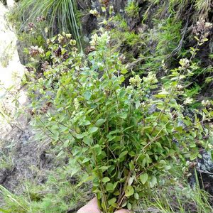 四川南充野生香炉茶香浓茶香茹茶香龙/笼茶养生花草茶叶100g