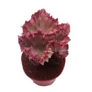 新品麒麟 金麒麟j 山麒麟植物 五指山 虎头玉 青龙骨 紫龙骨仙人