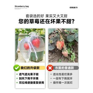 草莓套Ly-草莓纱袋专用袋鸟防虫神器网葡袋水防果萄桃子无花果苹
