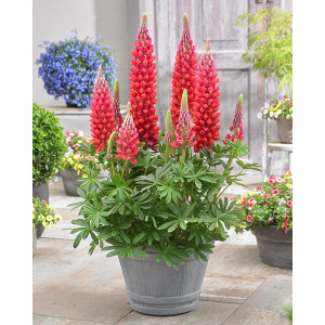 羽扇豆鲁冰花盆栽阳台庭院带花苞花园耐寒花卉大苗绿植多年生好养