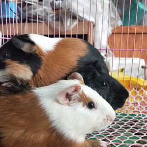 家养荷兰猪活体宠物公仔活物豚鼠豚猪天竺鼠黑白豚荷兰鼠已打疫苗