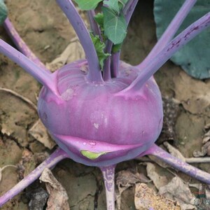 紫苤蓝种子青苤兰种子菜种籽芥兰头芥蓝球茎甘蓝种籽蔬菜种孑包邮