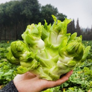 四川儿菜种子娃娃菜抱儿菜瓢儿菜贵州大头儿菜秋冬播农家蔬菜种子