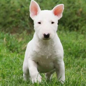 纯种牛头梗犬双血统黑白色海盗眼牛头梗幼犬活体迷你的家养宠物狗